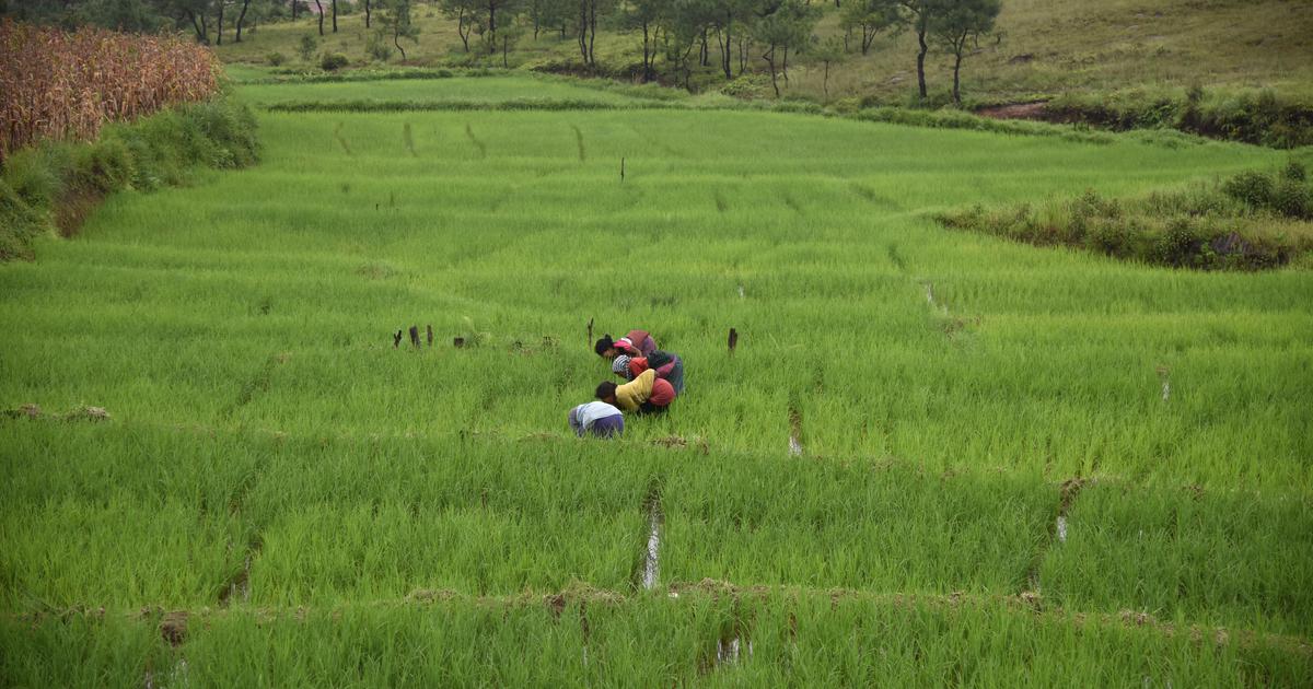 Satellite Mapping Unlocks Telangana’s Fragmented Rice Fields