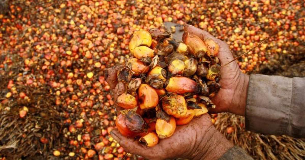 India’s ₹11,040 Cr National Mission on Edible Oils Explained