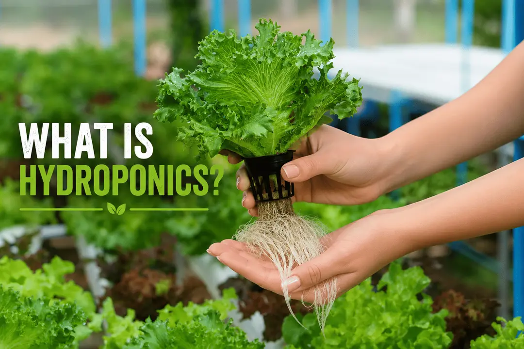What Is Hydroponics?