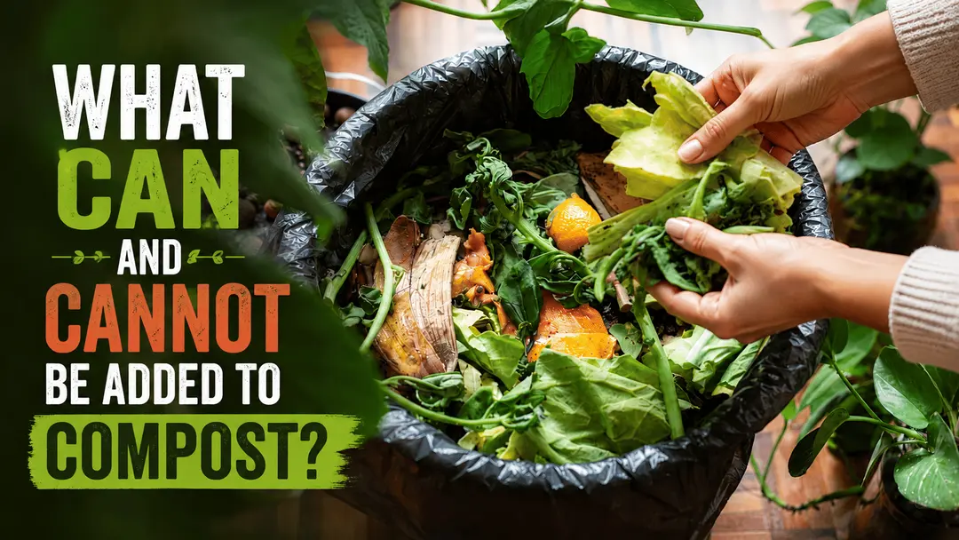 What Can and Cannot Be Added to Compost?