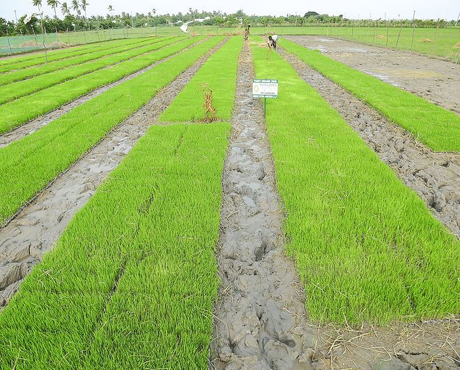 The Future of Green Farming: How Greentatwa is Transforming Agriculture