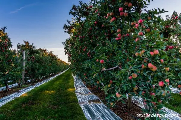 The $1 Billion Simplicity: How Reflective Sheets Revolutionize Orchards