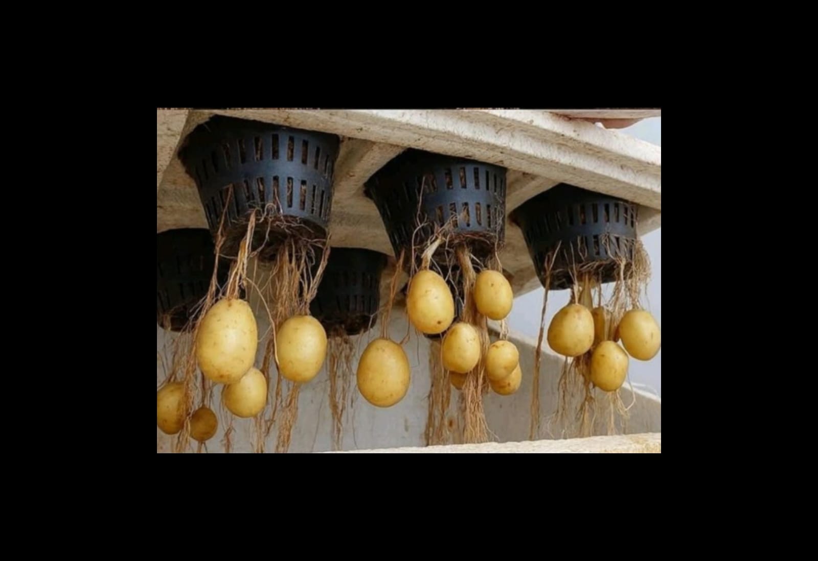 Potatoes in the Air? How This Soil-Less Tech is Reimagining Indian Farming