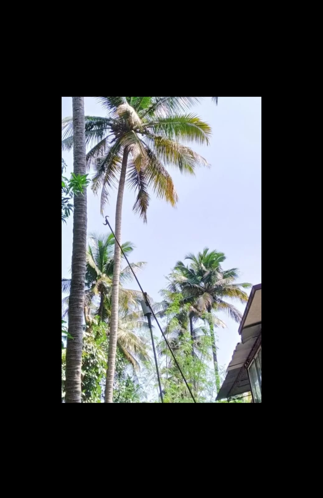 No More Back Pain: Kerala Professor Invents 360° Fruit Plucker