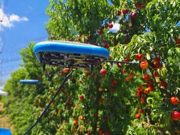 How Autonomous Fruit-Plucking Drones are Revolutionizing the Orange Harvest