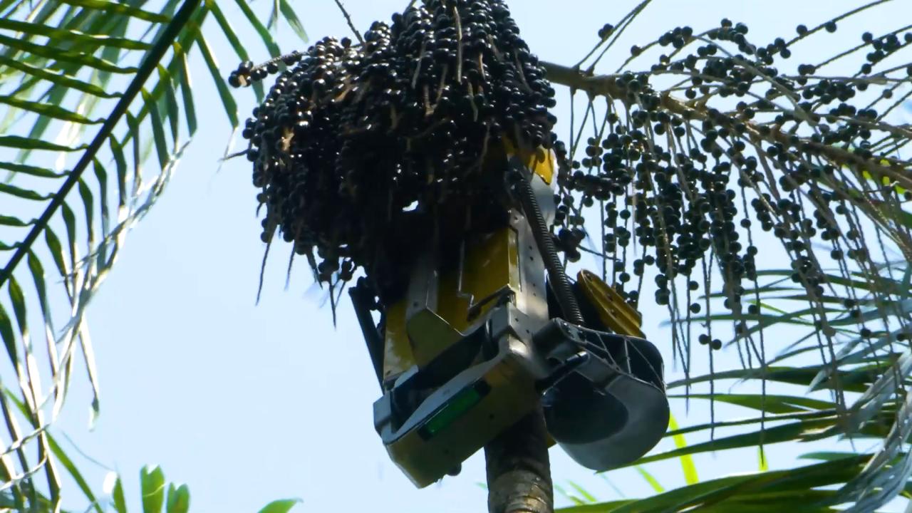 Meet Açaí Bot: The Robot Revolutionizing the Amazon Berry Harvest