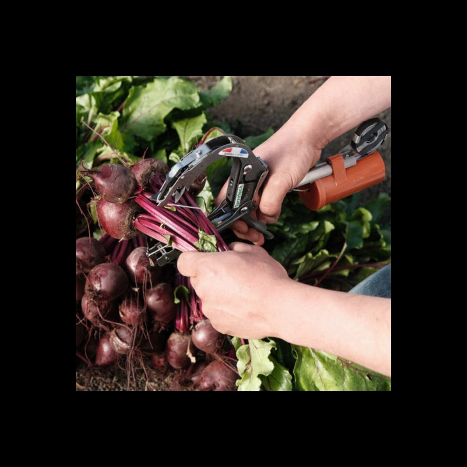 Small Farm, Big Efficiency: The Handheld Tool Revolutionizing Produce Bunching