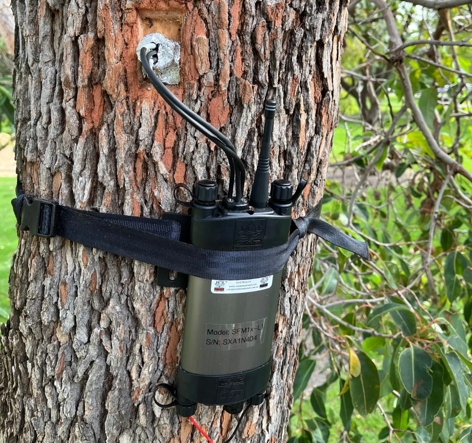 Micro-Needle Sap Flow Sensors: Smart Irrigation Tracking