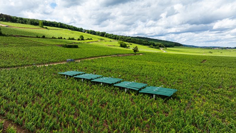 How BIENESIS is Protecting Vineyards from Climate Change