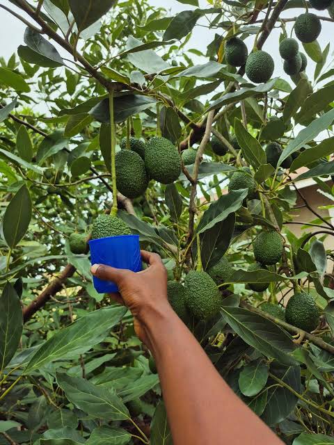Optimizing Avocado Quality: Dry Matter Field Survey in Githunguri