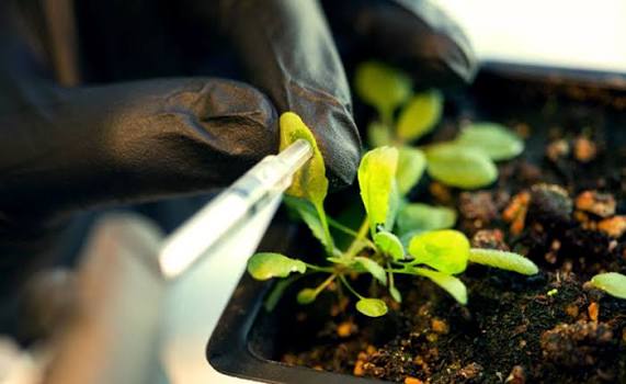 Micro-Injected Nanoparticle Plant Vaccines: Next-Gen Crop Immunity