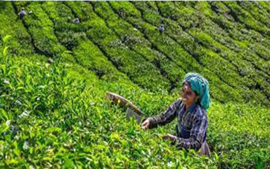 NEATEHUB: Empowering Agri-Tech Startups in Northeast India