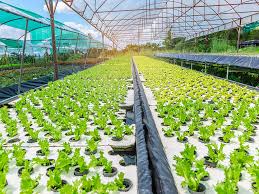 How Increeks Agritech is Redefining Modern Farming with Hydroponics