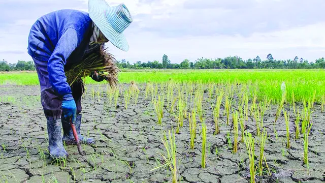Outsmarting El Niño: How Climate-Smart Farming Can Save Indian Agriculture