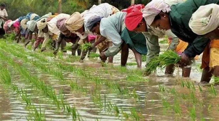 Uncoupling from the Clouds: RBI Says Indian Farming is Beating El Niño Risk