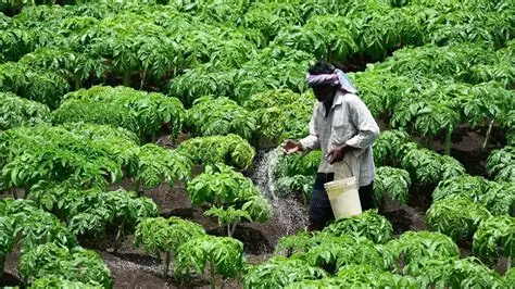 Geopolitical Shockwaves: India Seeks to Double Fertilizer Subsidy to ₹3.4 Lakh Crore