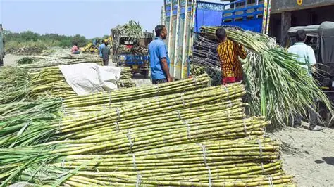 Sweet Return: Centre Raises Sugarcane FRP to a Record ₹365/qtl