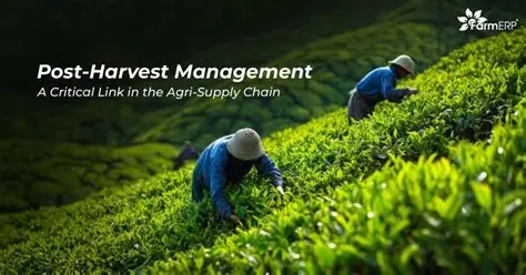 Beyond the Fields: Massive Millions Flow into India's Post-Harvest Supply Chain