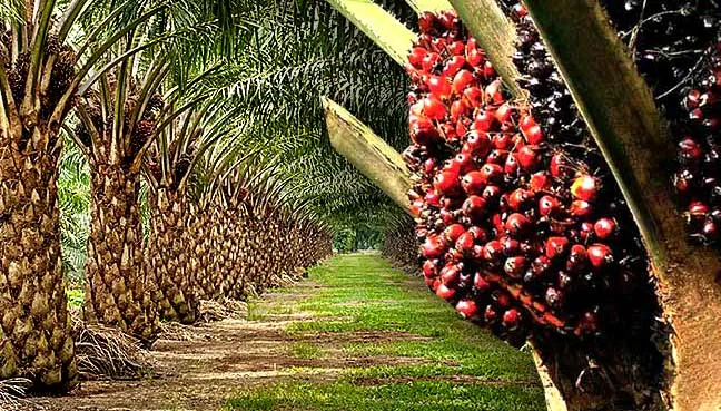 Beyond High Yields: Telangana's Shift to Value-Added Farming