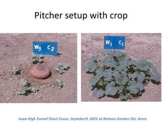 Pitcher Irrigation: Traditional Clay Pot Water Saving Method for Crops