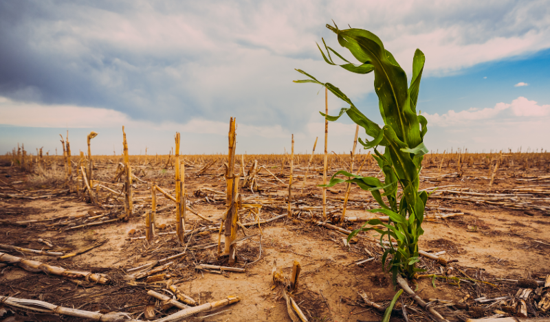 Food on the Edge: What the Latest Research Says About Climate Change and Crop Yields