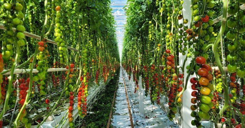 Low-Cost Tomato Storage Method: ICAR Innovation by Sephali Debnath