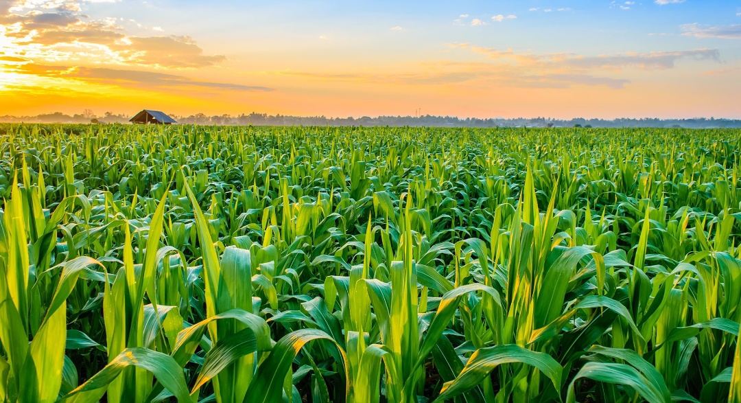Bio-Based Farming Solutions: How Gen Agritech Restores Soil