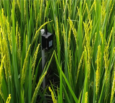 How CultYvate is Saving Water and Increasing Yield for Paddy Farmers