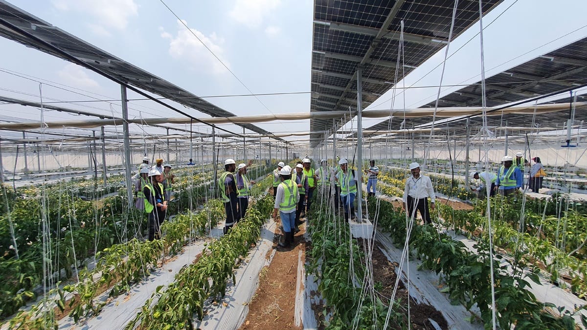How Agrivoltaics is Giving Indian Farmers Double the Income