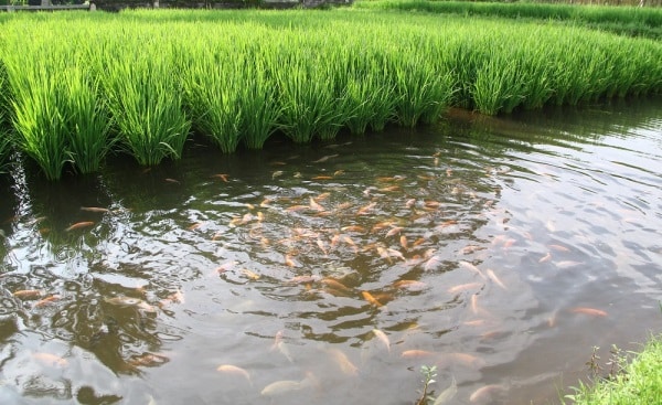 Integrated Fish Farming: China's Eco-Friendly Aquaculture Models