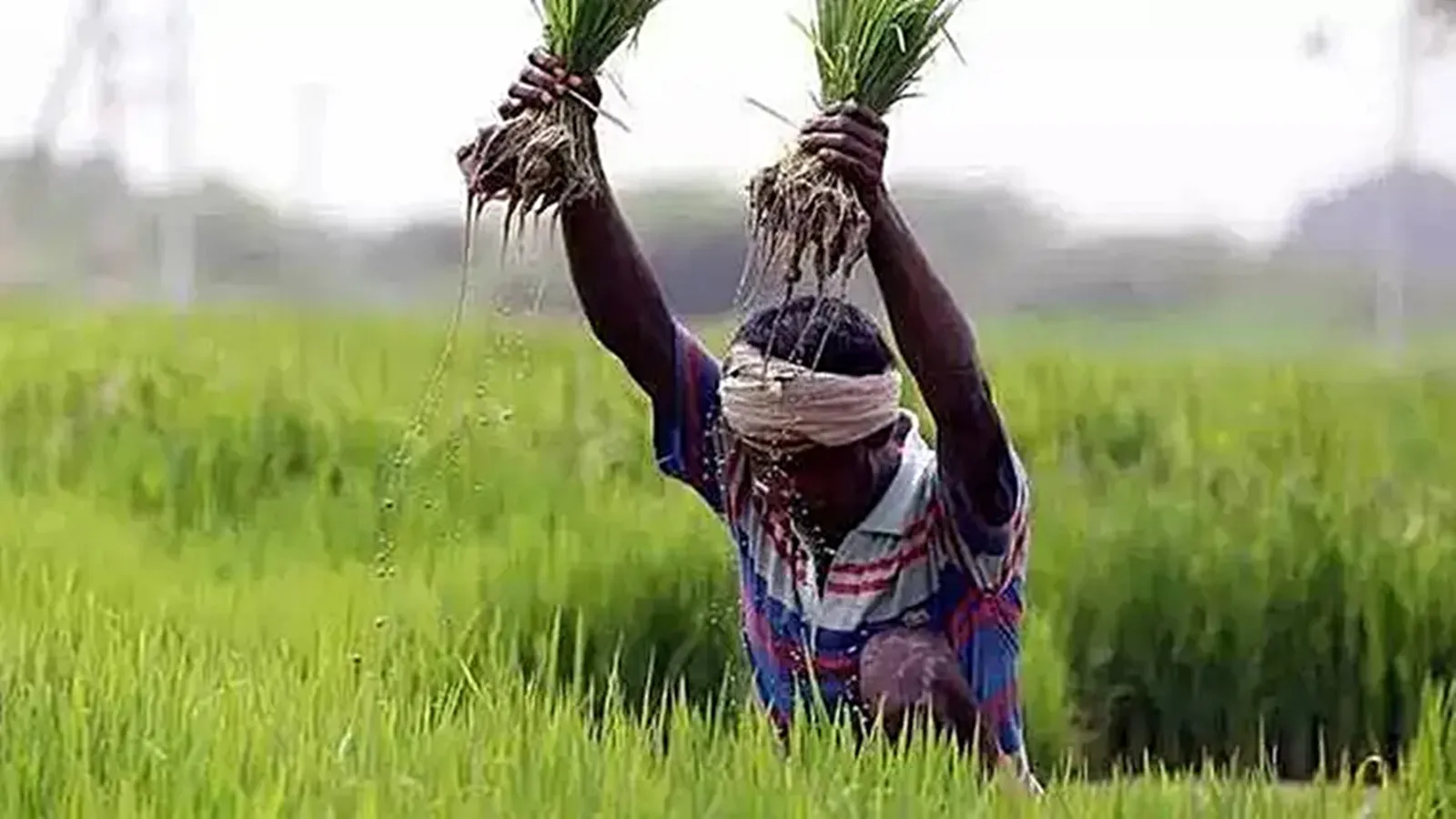 Inside the New Crop Insurance & PM-Kisan Push
