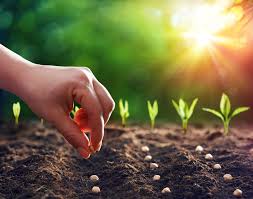 The Struggle of a Solo Farmer: Sowing Seeds Alone