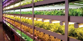 Vertical Farming: Growing Up, Not Out for Urban Food Security