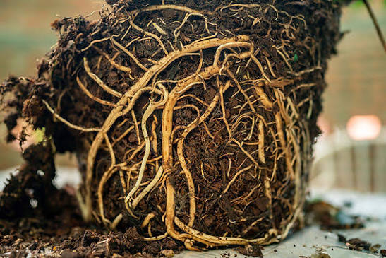 Sound Waves in the Soil: The Rise of Acoustic Root Stimulators