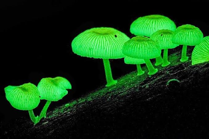 Glowing Fields: Bioluminescent Fungal Crop Alarms in Action