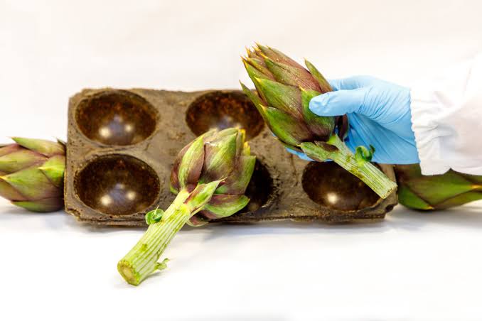 From Smoke to Plastic: Turning Agricultural Waste into Bioplastics