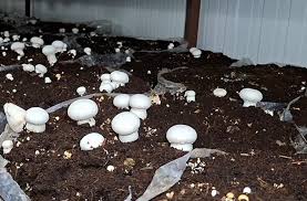 AP Chambers Hosts Mushroom Cultivation Workshop for Women and Youth