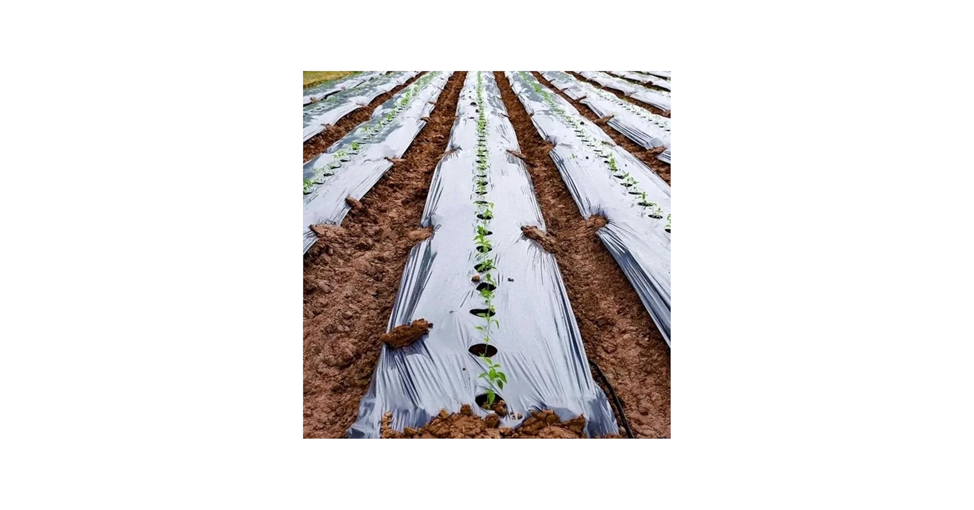 25 MICRON MULCHING 1 ROLE 4FTX800MTRS WITH HOLE