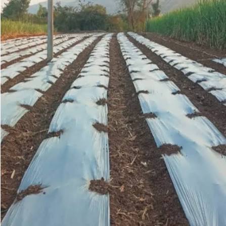 25 MICRON MULCHING 1 ROLE 3FTX800MTRS WITHOUT HOLE