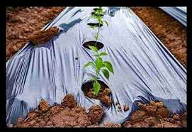 25 MICRON MULCHING 1 ROLE 3FTX800MTRS WITH HOLE